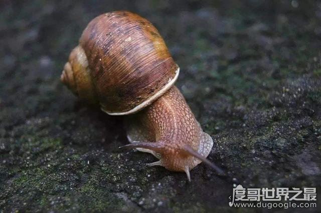 世界上牙齿最多的动物，蜗牛(共有超过两万颗牙齿)