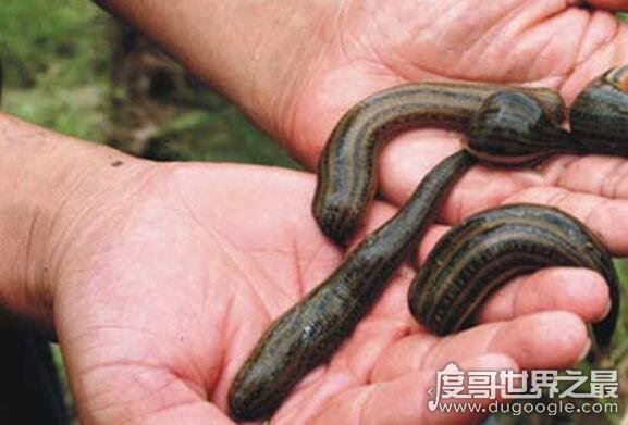 蚂蟥最怕什么，因为没有皮肤最怕盐了(会让它脱水而死)