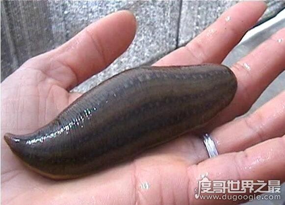 蚂蟥最怕什么，因为没有皮肤最怕盐了(会让它脱水而死)