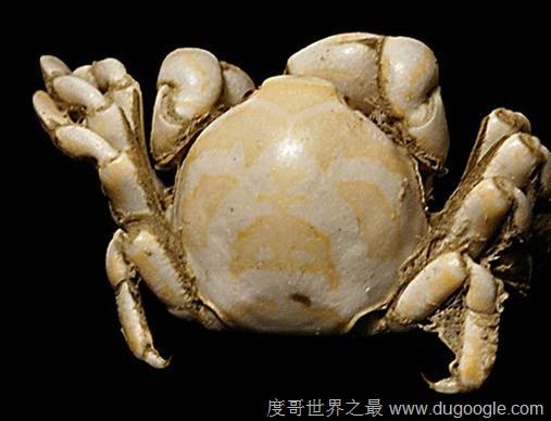世界上最大的螃蟹，日本巨型杀人蟹蜘蛛蟹(长4.2米/重40斤)