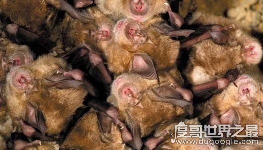 sars萨斯病毒是什么病的简称哪一年,严重急性呼吸综合征(2003年)