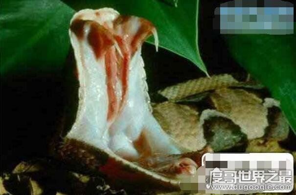 世界上毒牙最长的蛇，加蓬蝰蛇(毒牙长5厘米/非洲最大毒蛇)