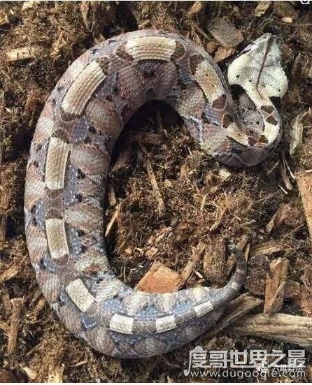 世界上毒牙最长的蛇，加蓬蝰蛇(毒牙长5厘米/非洲最大毒蛇)