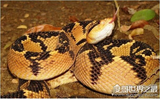 世界上毒牙最长的蛇,加蓬蝰蛇(毒牙长5厘米/非洲最大毒蛇)