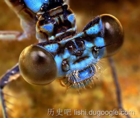 令人毛骨悚然的十大恐怖昆虫，“螳螂之王”魔花螳螂上榜