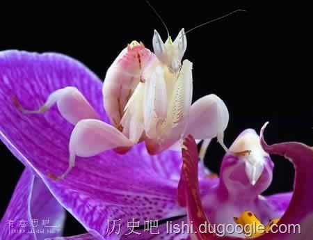 令人毛骨悚然的十大恐怖昆虫，“螳螂之王”魔花螳螂上榜