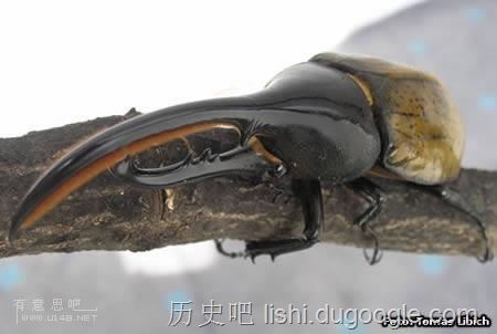 令人毛骨悚然的十大恐怖昆虫，“螳螂之王”魔花螳螂上榜