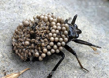 令人毛骨悚然的十大恐怖昆虫，“螳螂之王”魔花螳螂上榜