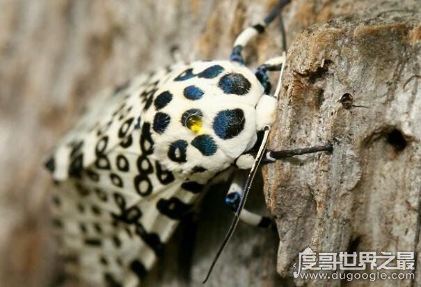 令人毛骨悚然的十大恐怖昆虫,“螳螂之王”魔花螳螂上榜