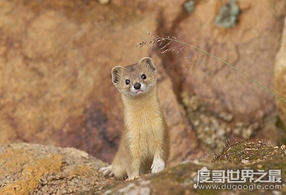 黄鼠狼附身科学解释，黄鼠狼附体是由气味影响的古怪幻觉