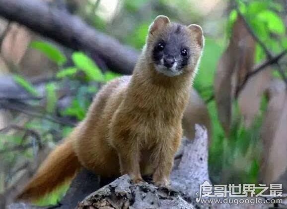 黄鼠狼附身科学解释，黄鼠狼附体是由气味影响的古怪幻觉