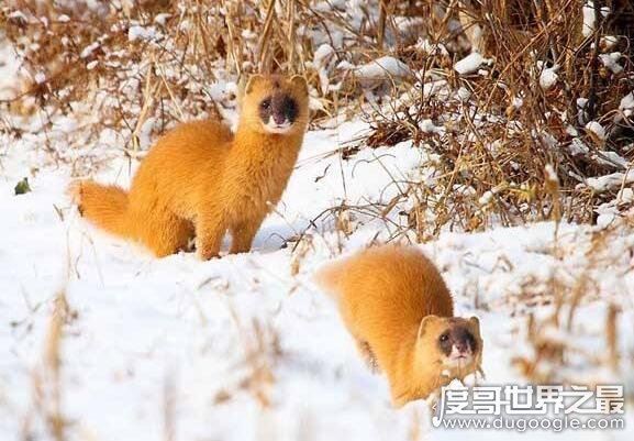 黄鼠狼附身科学解释,黄鼠狼附体是由气味影响的古怪幻觉