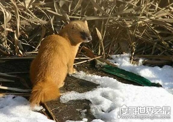 黄鼠狼附身科学解释，黄鼠狼附体是由气味影响的古怪幻觉