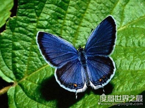 蝴蝶的家在哪里，它们常常缀叶为巢(下雨时会都在花间或树叶下)