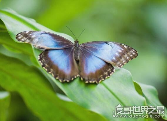 蝴蝶的家在哪里，它们常常缀叶为巢(下雨时会都在花间或树叶下)