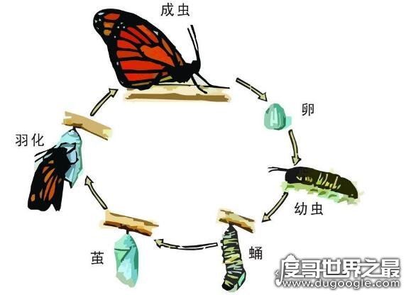 蝴蝶的家在哪里，它们常常缀叶为巢(下雨时会都在花间或树叶下)