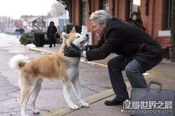 忠犬八公是什么狗，日本国犬秋田犬(曾经日本贵族的专属宠物)