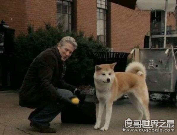 忠犬八公是什么狗，日本国犬秋田犬(曾经日本贵族的专属宠物)