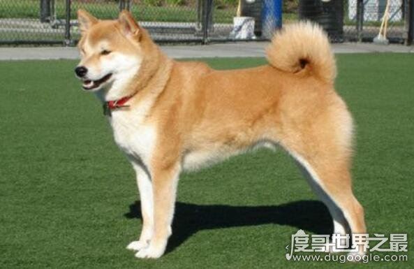 忠犬八公是什么狗，日本国犬秋田犬(曾经日本贵族的专属宠物)