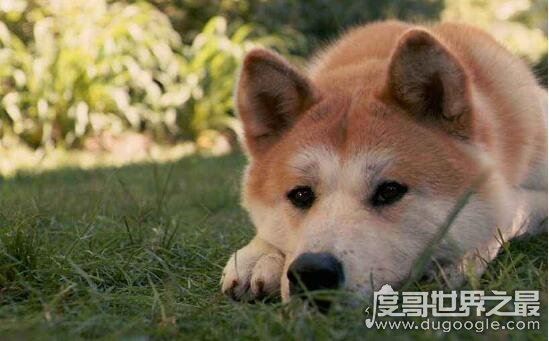 忠犬八公是什么狗，日本国犬秋田犬(曾经日本贵族的专属宠物)