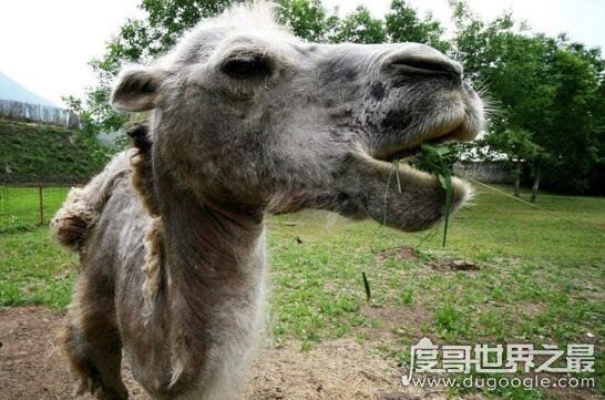 什么是反刍动物，反刍动物有哪些(牛/羊/鹿/骆驼)