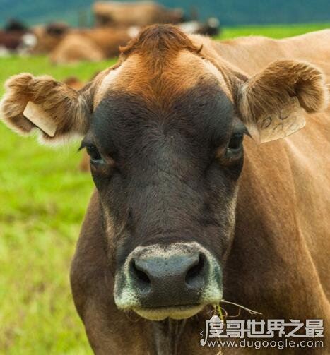 什么是反刍动物，反刍动物有哪些(牛/羊/鹿/骆驼)