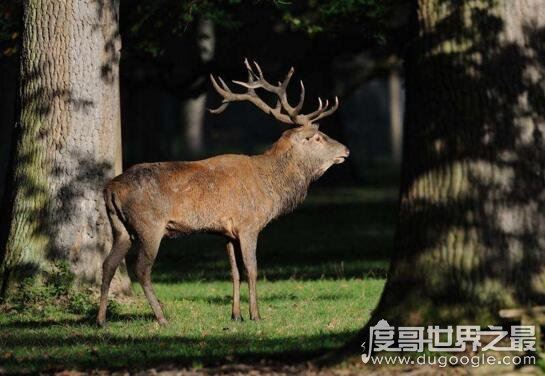 什么是反刍动物，反刍动物有哪些(牛/羊/鹿/骆驼)
