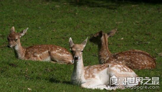 什么是反刍动物，反刍动物有哪些(牛/羊/鹿/骆驼)