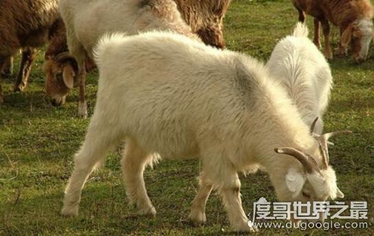 什么是反刍动物，反刍动物有哪些(牛/羊/鹿/骆驼)