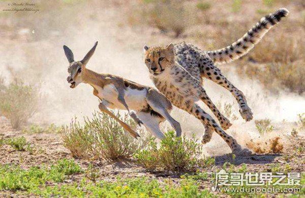 猎豹的速度到底有多快,120km/h(博尔特在它面前就是渣渣)