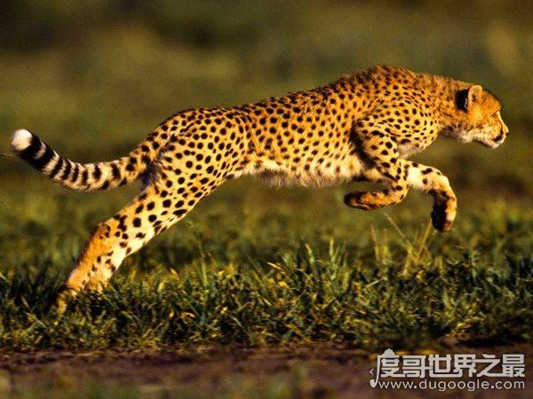 猎豹的速度到底有多快，120km/h(博尔特在它面前就是渣渣)