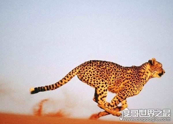 猎豹的速度到底有多快，120km/h(博尔特在它面前就是渣渣)