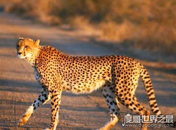 猎豹的速度到底有多快,120km/h(博尔特在它面前就是渣渣)