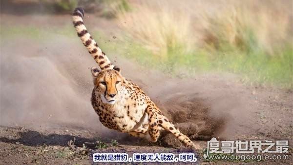 猎豹的速度到底有多快，120km/h(博尔特在它面前就是渣渣)