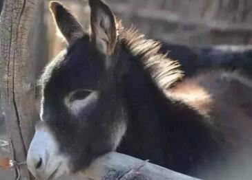这道禁菜浇驴肉，把活驴部分剖皮反复烫熟再割下（丧心病狂）