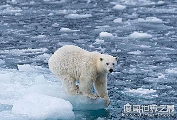 南极有北极熊吗，没有(在熊出现以前南极大陆就已经分离)