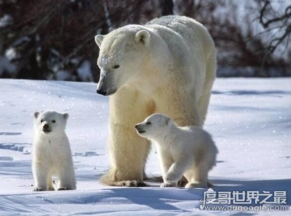 南极有北极熊吗，没有(在熊出现以前南极大陆就已经分离)