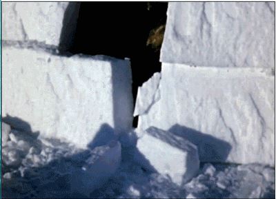 爱斯基摩人的冰屋太神奇，住在冰里却比外界温度高60℃