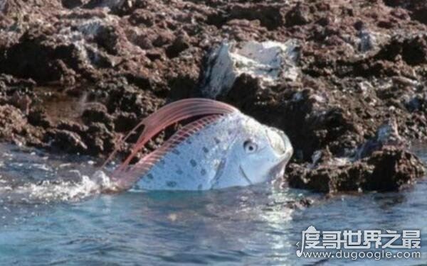 世界上最长的鱼，皇带鱼的恐怖传说(长度可达17米)