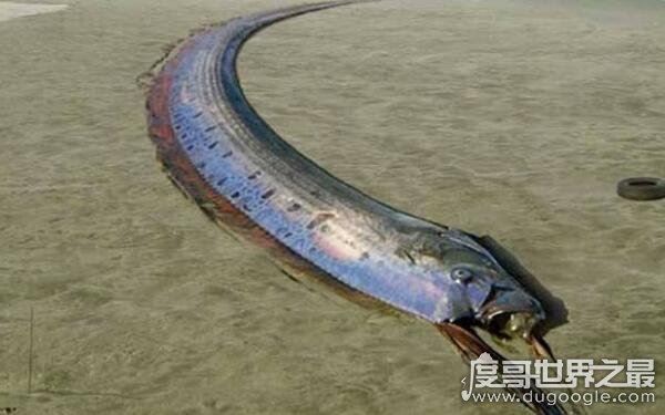 世界上最长的鱼，皇带鱼的恐怖传说(长度可达17米)
