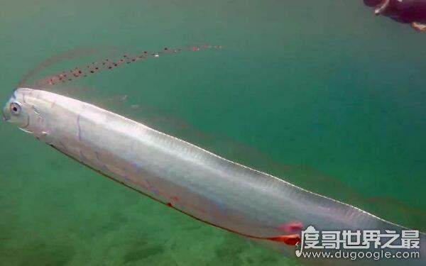 世界上最长的鱼，皇带鱼的恐怖传说(长度可达17米)