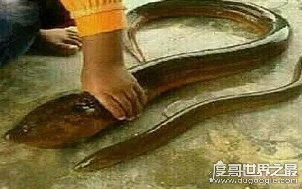 世界上最大最长的鳝鱼,体长1.5米(体重约36斤)