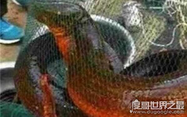 世界上最大最长的鳝鱼,体长1.5米(体重约36斤)