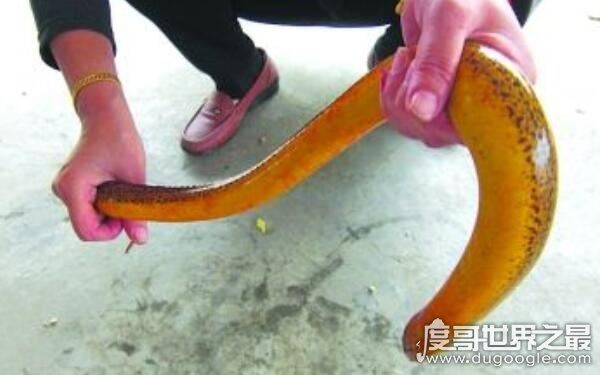 世界上最大最长的鳝鱼，体长1.5米（体重约36斤）