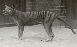 世界十大灭绝动物，原来北极也曾有企鹅（长知识了）