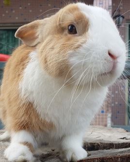 世界十大灭绝动物，原来北极也曾有企鹅（长知识了）