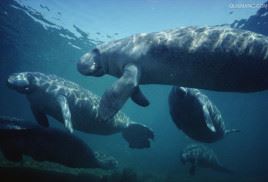 世界十大灭绝动物，原来北极也曾有企鹅（长知识了）