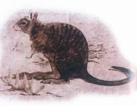 世界十大灭绝动物,原来北极也曾有企鹅(长知识了)