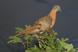 世界十大灭绝动物，原来北极也曾有企鹅（长知识了）