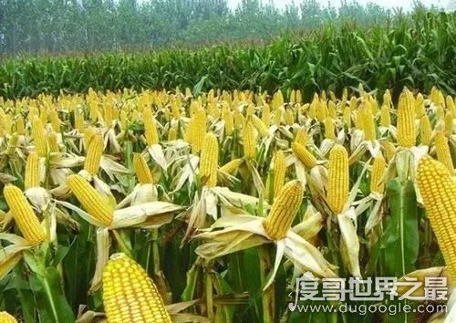 世界上生产玉米最多的国家,美国年产量10.75亿吨(中国2.5亿吨)